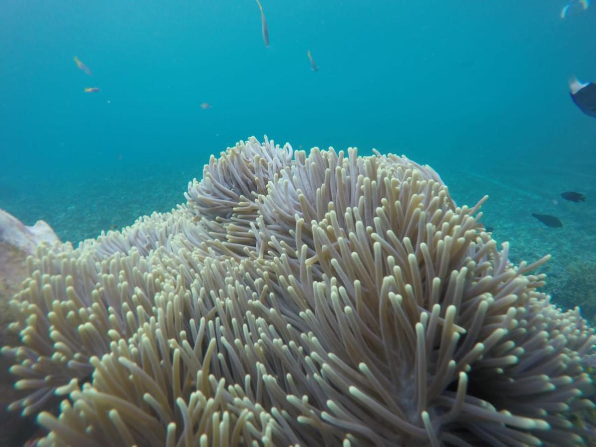 Terimakasih Homestay Pulau Mansuar Dış mekan fotoğraf